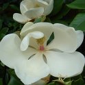 Magnolia grandiflora